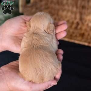 Storm, Teddy Bear Puppy